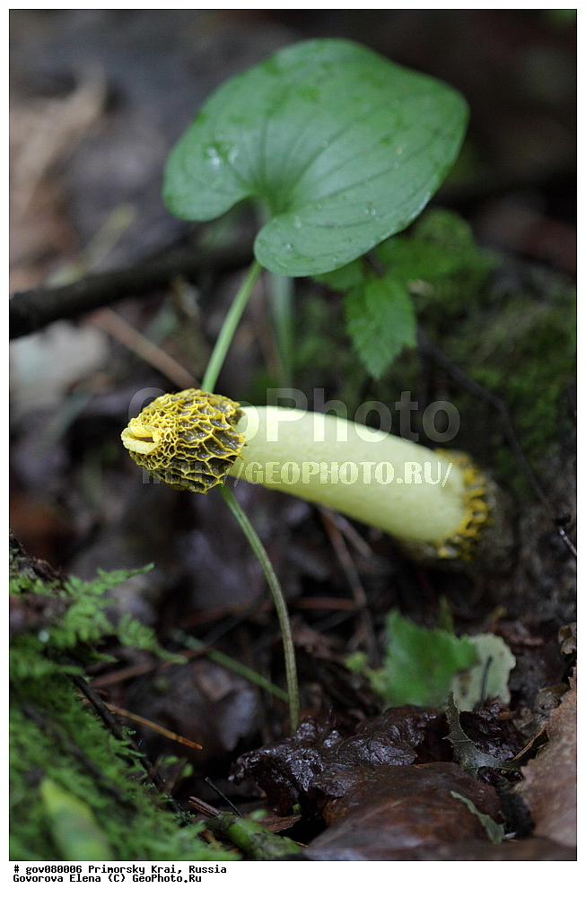 ���������� ����, ��������, ������� ������, ������-�������� ��������������� ���������� ��������� ����������, ������-�������� ����������, ������, ������������ �����, XYZ, ���������, Phallaceae, ������ ����������, ������ ���������, ������� ����������, ������� ���������, Phallus costatus