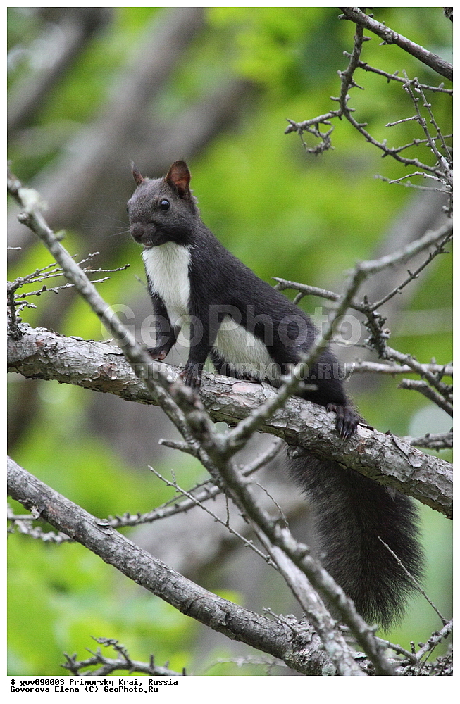 ���������� ����, ��������, ������� ������, ������-�������� ��������������� ���������� ��������� ����������, ������-�������� ����������, ������, ��������, ��������, �������������, �����, �����, �������, XYZ, �������, Sciuridae, ������������ �����, �����, Sciurus vulgaris, ����������� �����, Sciurus vulgaris mantchuricus
