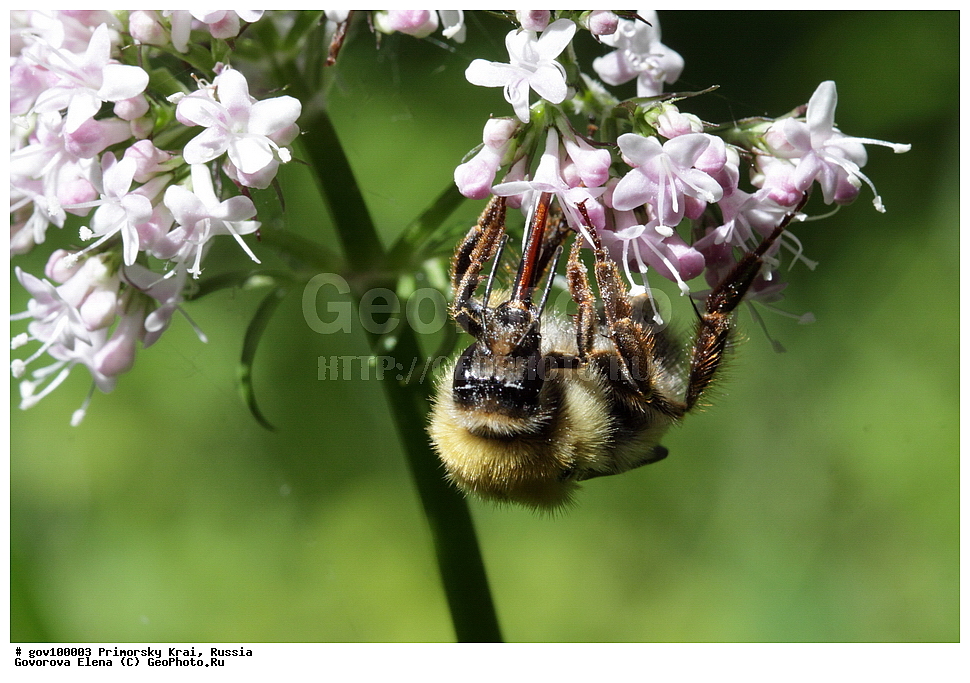 ���������� ����, ��������, ������� ������, ������-�������� ��������������� ���������� ��������� ����������, ������-�������� ����������, ������, ��������, ��������, ���������, ���������, XYZ, ����� ���������, Apidae, ����� ������, Bombus schrencki, ��������������, �������������, ��������������