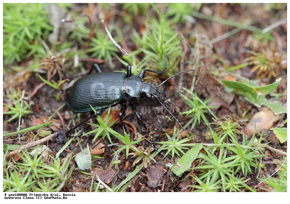 ���������� ����, ��������, ������� ������, ������-�������� ��������������� ���������� ��������� ����������, ������-�������� ����������, ������, ��������, ��������, ���������, ���������, XYZ, ��������, Carabidae, �������� ���������, �������� �����, Calosoma inquisitor, ��������������, �������������, ��������������