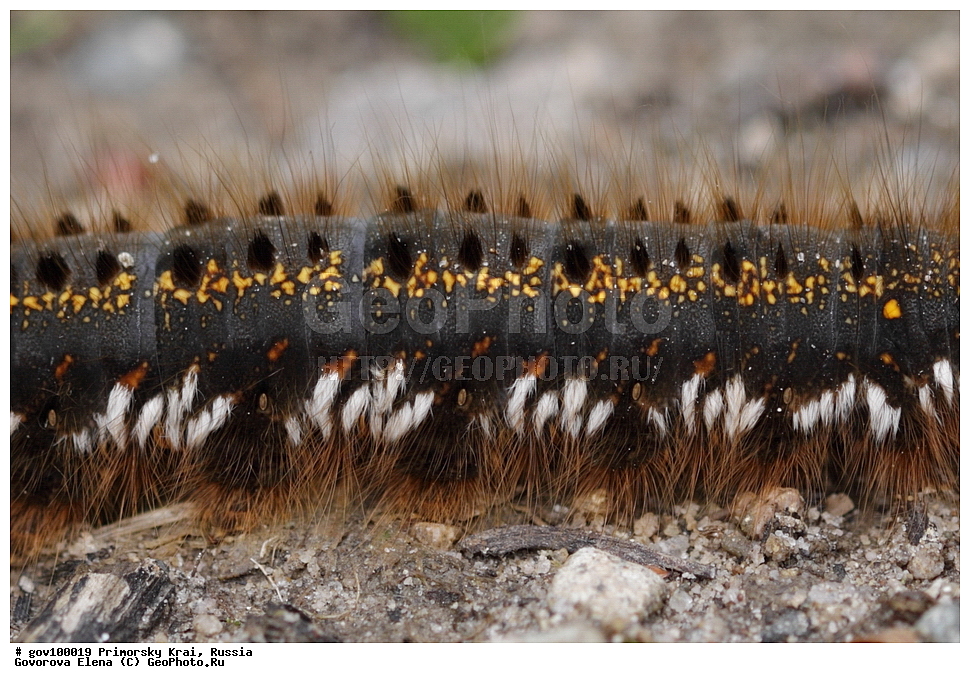 ���������� ����, ��������, ������� ������, ������-�������� ��������������� ���������� ��������� ����������, ������-�������� ����������, ������, ��������, ��������, ���������, ���������, �������, �������, XYZ, �����������, Lasiocampidae, ���������� ��������, Euthrix potatoria, ��������������, �������������, ��������������