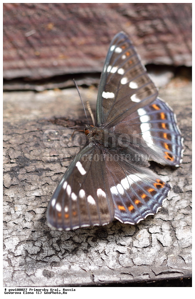 ���������� ����, ��������, ������� ������, ������-�������� ��������������� ���������� ��������� ����������, ������-�������� ����������, ������, ��������, ��������, ���������, ���������, �������, �������, XYZ, ���������, Nymphalidae, �������� ���������, ��������� ���������, Limenitis populi, ��������������, �������������, ��������������