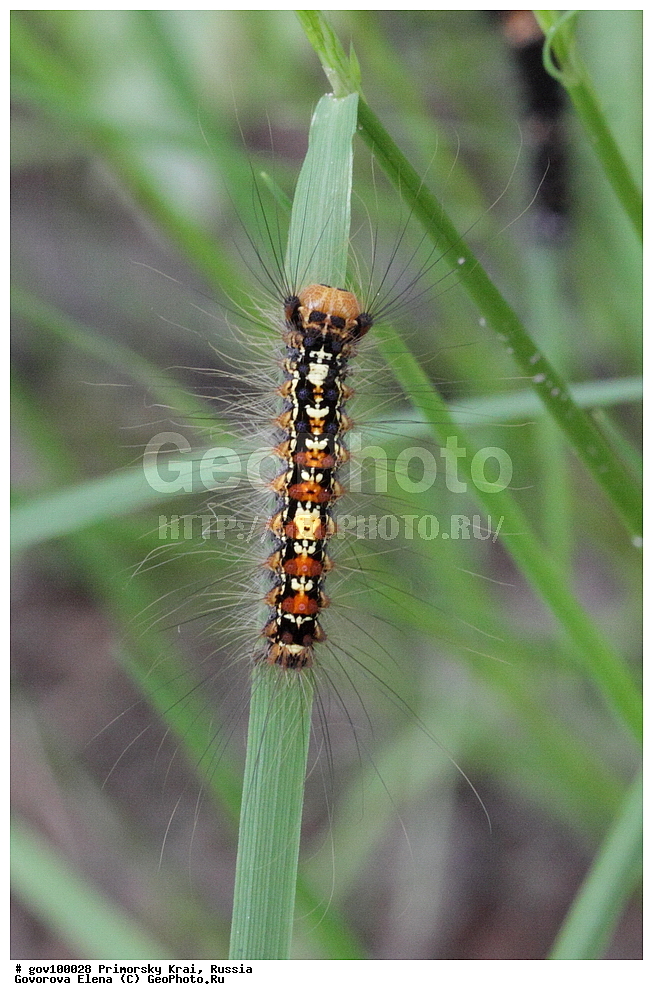 ���������� ����, ��������, ������� ������, ������-�������� ��������������� ���������� ��������� ����������, ������-�������� ����������, ������, ��������, ��������, ���������, ���������, �������, �������, XYZ, ��������, Lymantriidae, �������� ���������, ��������, Lymantria dispar, ��������������, �������������, ��������������