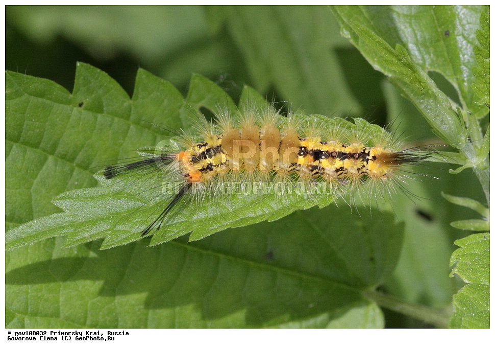 ���������� ����, ��������, ������� ������, ������-�������� ��������������� ���������� ��������� ����������, ������-�������� ����������, ������, ��������, ��������, ���������, ���������, �������, �������, XYZ, ��������, Lymantriidae, ������������ ������������, �������� ��������, ���������� ��������, Orgyia antiqua, Phalaena antiqua, Phalaena paradoxa, Orgyia confinis Orgyia gonostigma, Orgyia recens, ��������������, �������������, ��������������