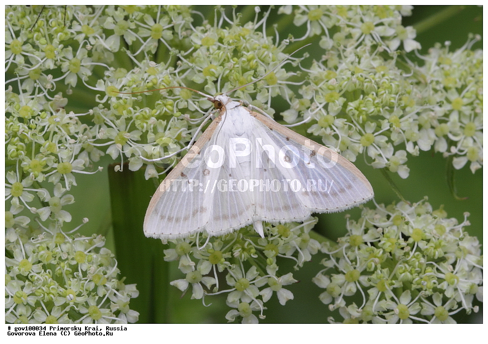 ���������� ����, ��������, ������� ������, ������-�������� ��������������� ���������� ��������� ����������, ������-�������� ����������, ������, ��������, ��������, ���������, ���������, �������, �������, XYZ, �������-��������, �������� �������, Crambidae, Palpita nigropunctalis, ��������������, �������������, ��������������