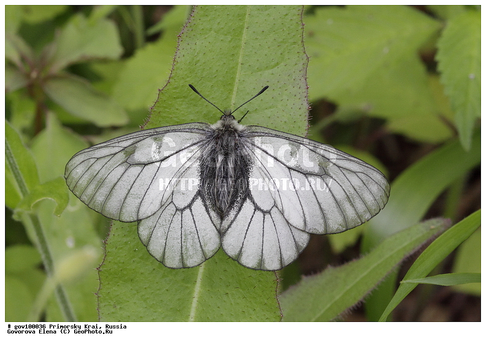 ���������� ����, ��������, ������� ������, ������-�������� ��������������� ���������� ��������� ����������, ������-�������� ����������, ������, ��������, ��������, ���������, ���������, �������, �������, XYZ, ���������, �����������, ��������, Papilionidae, �������� ������������, ������� �����������, Parnassius stubbendorfi, ��������������, �������������, ��������������