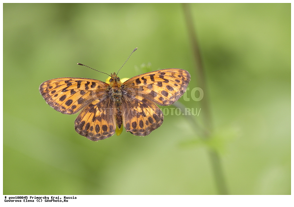 ���������� ����, ��������, ������� ������, ������-�������� ��������������� ���������� ��������� ����������, ������-�������� ����������, ������, ��������, ��������, ���������, ���������, �������, �������, XYZ, ���������, Nymphalidae, ������������� ������, ������������� �������, Clossiana thore, Boloria thore, ��������������, �������������, ��������������