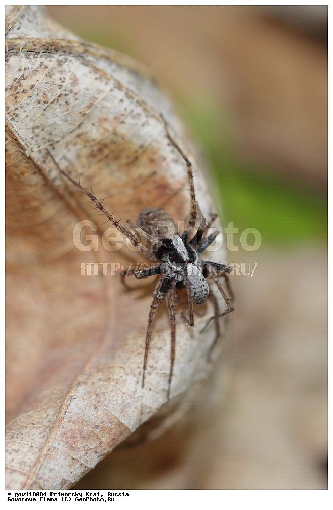 ���������� ����, ��������, ������� ������, ������-�������� ��������������� ���������� ��������� ����������, ������-�������� ����������, ������, ��������, ��������, ��������������, �������������, �����, XYZ, �����-�����, Lycosidae, �������� ����-�������, Pardosa lugubris, �����, �����, ��������������