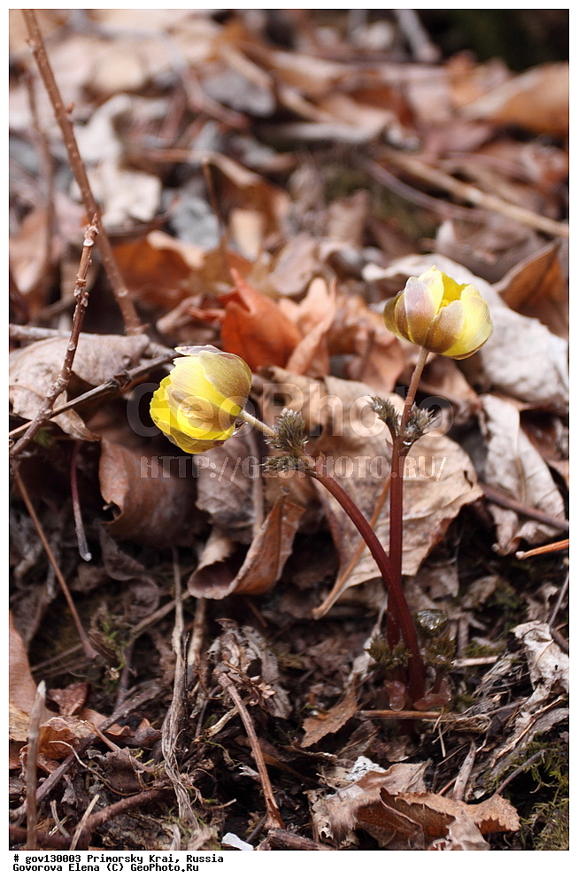 ���������� ����, ��������, ������� ������, ������-�������� ��������������� ���������� ��������� ����������, ������-�������� ����������, ������, ������ ��������, �����, ���������� ��������, ������, �����, ������������ ��������, ������������ ��������, ����������� ��������, �����, ����������� ��������, �����, ����������� ��������, ����������� XYZ, ���������, Ranunculaceae, ������ ��������, ��������� ��������, ���������� ��������, �������� ��������, Adonis amurensis, Adonanthe amurensis, Chrysocyathus amurensis