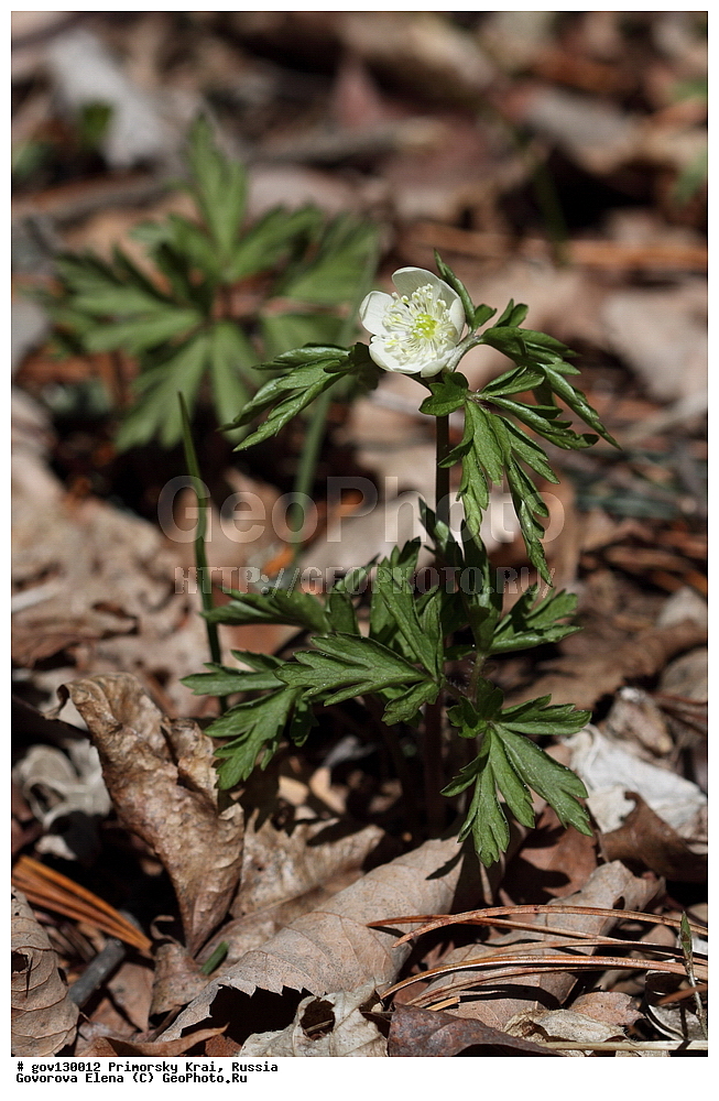 ���������� ����, ��������, ������� ������, ������-�������� ��������������� ���������� ��������� ����������, ������-�������� ����������, ������, ������ ��������, �����, ���������� ��������, ������, �����, ������������ ��������, ������������ ��������, ����������� ��������, �����, ����������� ��������, �����, ����������� ��������, ����������� XYZ, ���������, Ranunculaceae, ��������� ��������, ������� ��������, ����������� ��������, ���������� ��������, ����������� ��������, Anemone amurensis, Anemone nemorosa ssp. amurensis, Anemone nemorosa var. fissa, Anemonoides amurensis