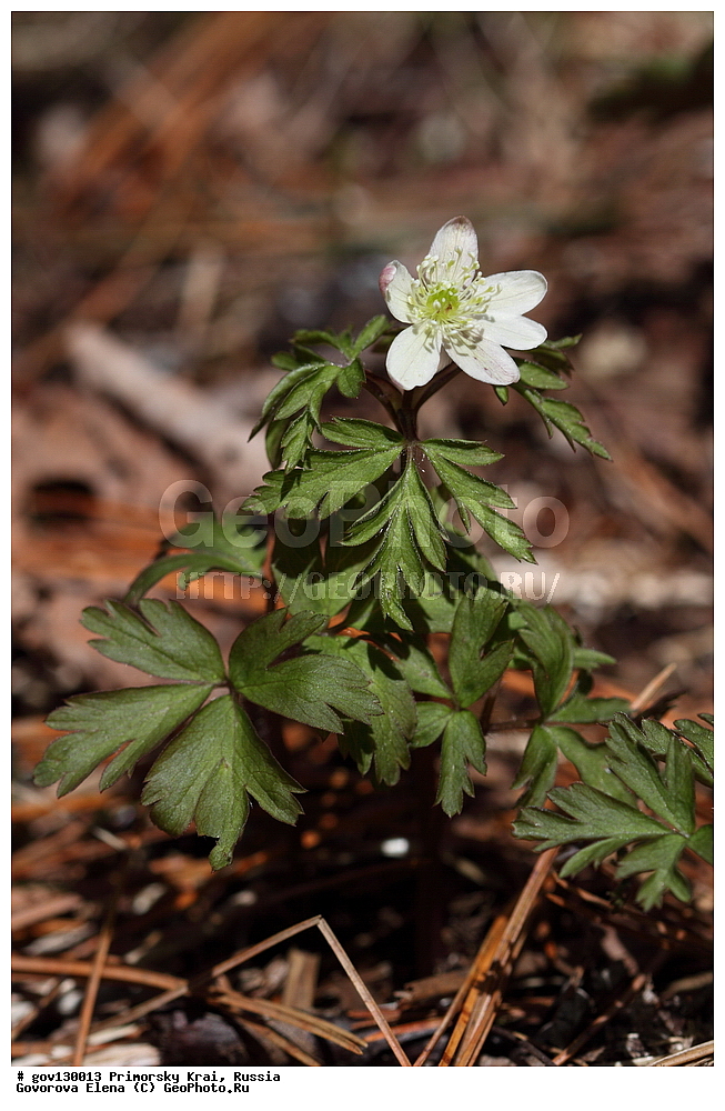 ���������� ����, ��������, ������� ������, ������-�������� ��������������� ���������� ��������� ����������, ������-�������� ����������, ������, ������ ��������, �����, ���������� ��������, ������, �����, ������������ ��������, ������������ ��������, ����������� ��������, �����, ����������� ��������, �����, ����������� ��������, ����������� XYZ, ���������, Ranunculaceae, ��������� ��������, ������� ��������, ����������� ��������, ���������� ��������, ����������� ��������, Anemone amurensis, Anemone nemorosa ssp. amurensis, Anemone nemorosa var. fissa, Anemonoides amurensis