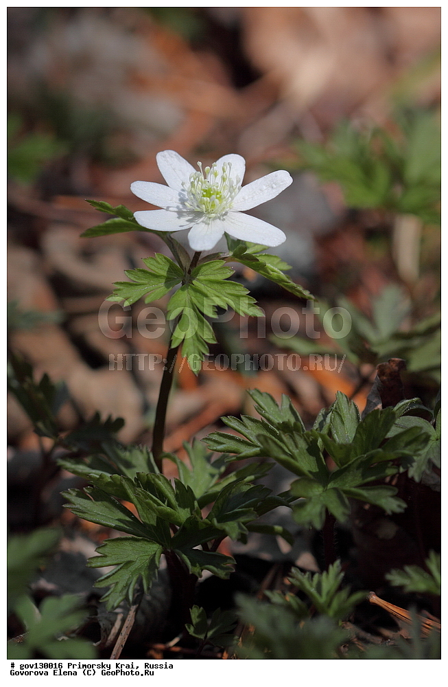 ���������� ����, ��������, ������� ������, ������-�������� ��������������� ���������� ��������� ����������, ������-�������� ����������, ������, ������ ��������, �����, ���������� ��������, ������, �����, ������������ ��������, ������������ ��������, ����������� ��������, �����, ����������� ��������, �����, ����������� ��������, ����������� XYZ, ���������, Ranunculaceae, ��������� ��������, ������� ��������, ����������� ��������, ���������� ��������, ����������� ��������, Anemone amurensis, Anemone nemorosa ssp. amurensis, Anemone nemorosa var. fissa, Anemonoides amurensis