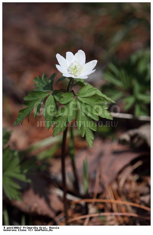 ���������� ����, ��������, ������� ������, ������-�������� ��������������� ���������� ��������� ����������, ������-�������� ����������, ������, ������ ��������, �����, ���������� ��������, ������, �����, ������������ ��������, ������������ ��������, ����������� ��������, �����, ����������� ��������, �����, ����������� ��������, ����������� XYZ, ���������, Ranunculaceae, ��������� ��������, ������� ��������, ����������� ��������, ���������� ��������, ����������� ��������, Anemone amurensis, Anemone nemorosa ssp. amurensis, Anemone nemorosa var. fissa, Anemonoides amurensis