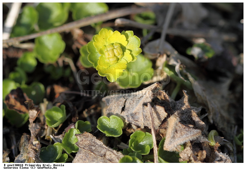 ���������� ����, ��������, ������� ������, ������-�������� ��������������� ���������� ��������� ����������, ������-�������� ����������, ������, ������ ��������, �����, ���������� ��������, ������, �����, ������������ ��������, ������������ ��������, ����������� ��������, �����, ����������� ��������, �����, ����������� ��������, ����������� XYZ, �������������, Saxifragaceae, ����������� ����������, ������������ ����������, Chrysosplenium pilosum, Chrysosplenium fulvum, Chrysosplenium vidalii