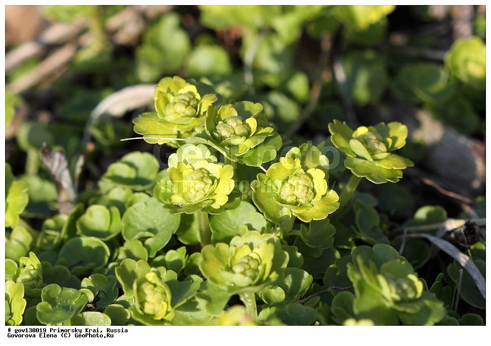 ���������� ����, ��������, ������� ������, ������-�������� ��������������� ���������� ��������� ����������, ������-�������� ����������, ������, ������ ��������, �����, ���������� ��������, ������, �����, ������������ ��������, ������������ ��������, ����������� ��������, �����, ����������� ��������, �����, ����������� ��������, ����������� XYZ, �������������, Saxifragaceae, ����������� ����������, ������������ ����������, Chrysosplenium pilosum, Chrysosplenium fulvum, Chrysosplenium vidalii