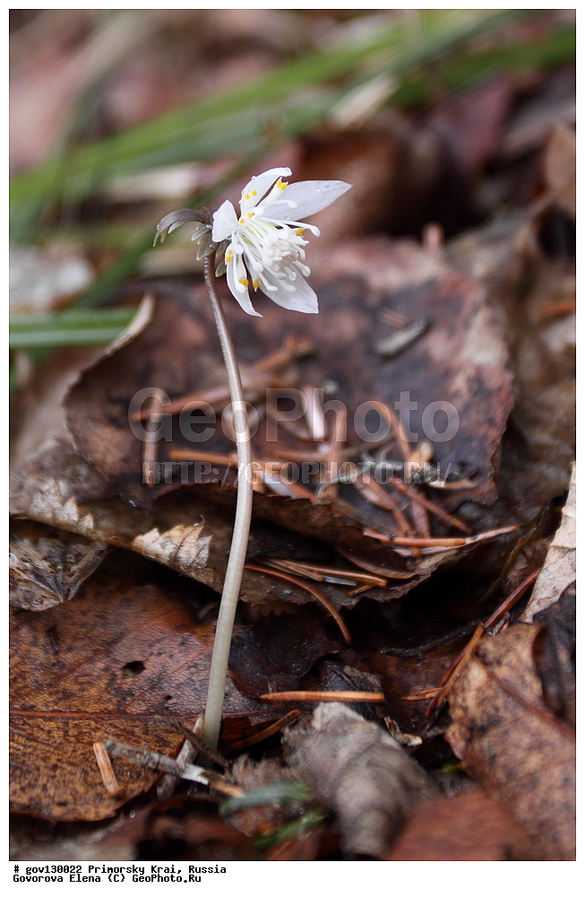 ���������� ����, ��������, ������� ������, ������-�������� ��������������� ���������� ��������� ����������, ������-�������� ����������, ������, ������ ��������, �����, ���������� ��������, ������, �����, ������������ ��������, ������������ ��������, ����������� ��������, �����, ����������� ��������, �����, ����������� ��������, ����������� XYZ, ���������, Ranunculaceae, ������������ ���������, ������������ ����������, �������� ���������, ������� ��������� �������� ����������, ������� ����������, Shibateranthis stellata, Eranthis stellata, Erantis stellata, Eranthis uncinata var. puberula