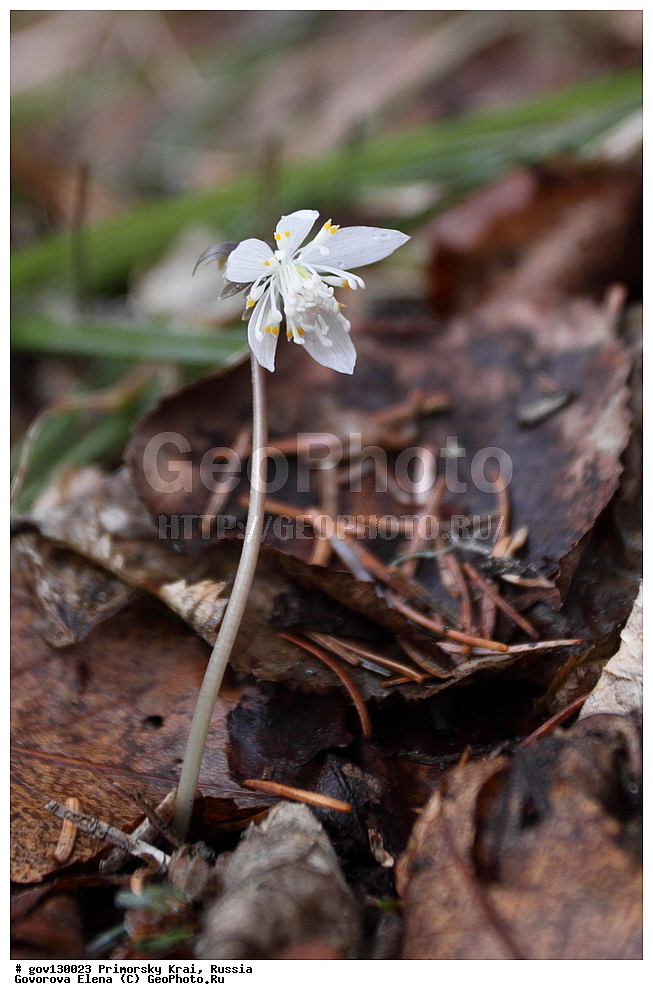 ���������� ����, ��������, ������� ������, ������-�������� ��������������� ���������� ��������� ����������, ������-�������� ����������, ������, ������ ��������, �����, ���������� ��������, ������, �����, ������������ ��������, ������������ ��������, ����������� ��������, �����, ����������� ��������, �����, ����������� ��������, ����������� XYZ, ���������, Ranunculaceae, ������������ ���������, ������������ ����������, �������� ���������, ������� ��������� �������� ����������, ������� ����������, Shibateranthis stellata, Eranthis stellata, Erantis stellata, Eranthis uncinata var. puberula