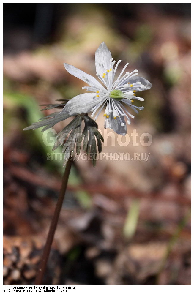 ���������� ����, ��������, ������� ������, ������-�������� ��������������� ���������� ��������� ����������, ������-�������� ����������, ������, ������ ��������, �����, ���������� ��������, ������, �����, ������������ ��������, ������������ ��������, ����������� ��������, �����, ����������� ��������, �����, ����������� ��������, ����������� XYZ, ���������, Ranunculaceae, ������������ ���������, ������������ ����������, �������� ���������, ������� ��������� �������� ����������, ������� ����������, Shibateranthis stellata, Eranthis stellata, Erantis stellata, Eranthis uncinata var. puberula