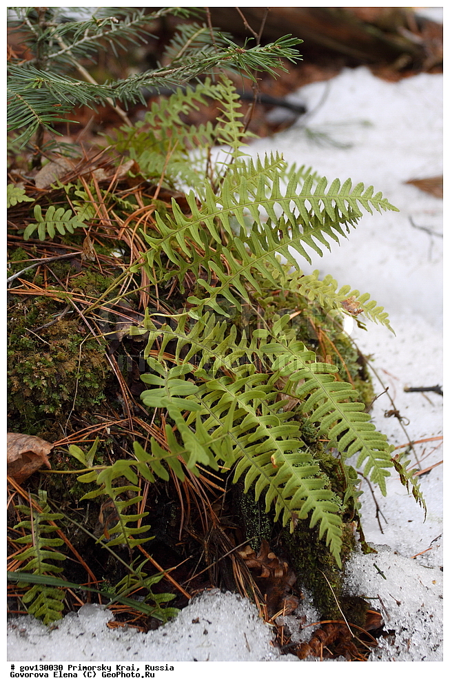 ���������� ����, ��������, ������� ������, ������-�������� ��������������� ���������� ��������� ����������, ������-�������� ����������, ������, ������ ��������, �����, ���������� ��������, ������������ ��������, ������������ ��������, ����������� ��������, �����, ����������� ��������, �����, ����������� ��������, ����������� XYZ, �������������, ������������, Polypodiaceae, ���������� ���������, ���������� ����������, Polypodium sibiricum, Polypodium virginianum