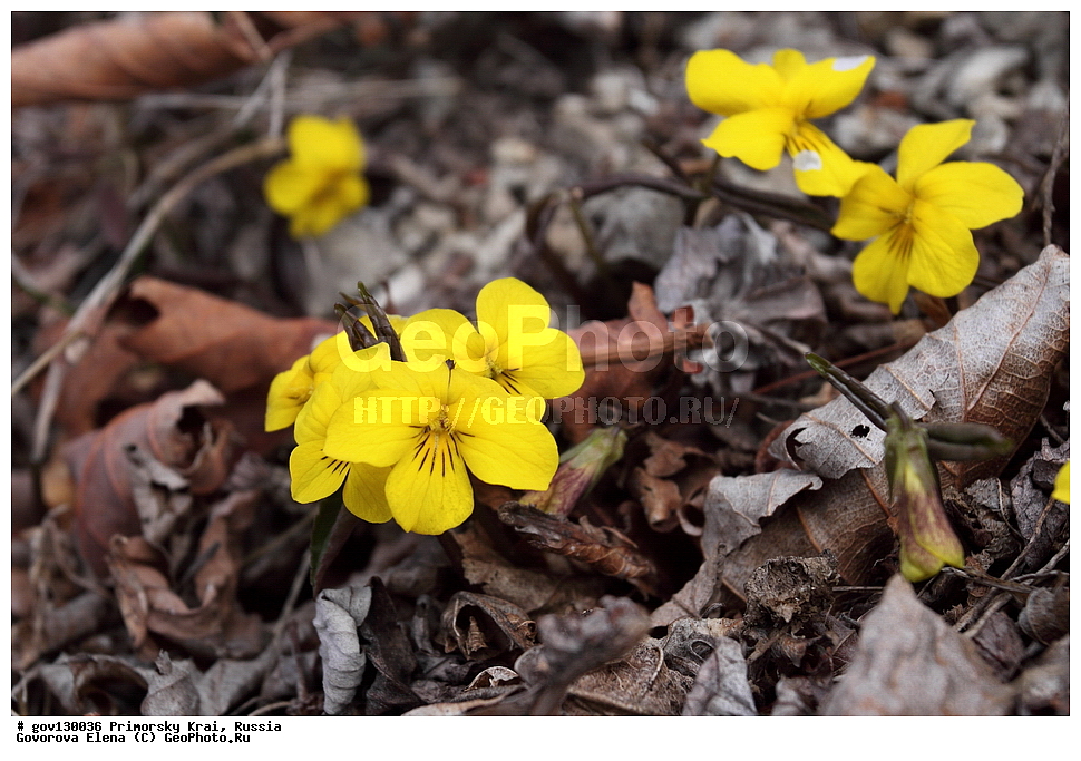 ���������� ����, ��������, ������� ������, ������-�������� ��������������� ���������� ��������� ����������, ������-�������� ����������, ������, ������ ��������, �����, ���������� ��������, ������, �����, ������������ ��������, ������������ ��������, ����������� ��������, �����, ����������� ��������, �����, ����������� ��������, ����������� XYZ, ���������, Violaceae, ������ ���������, Viola orientalis, Viola uniflora var. orientalis