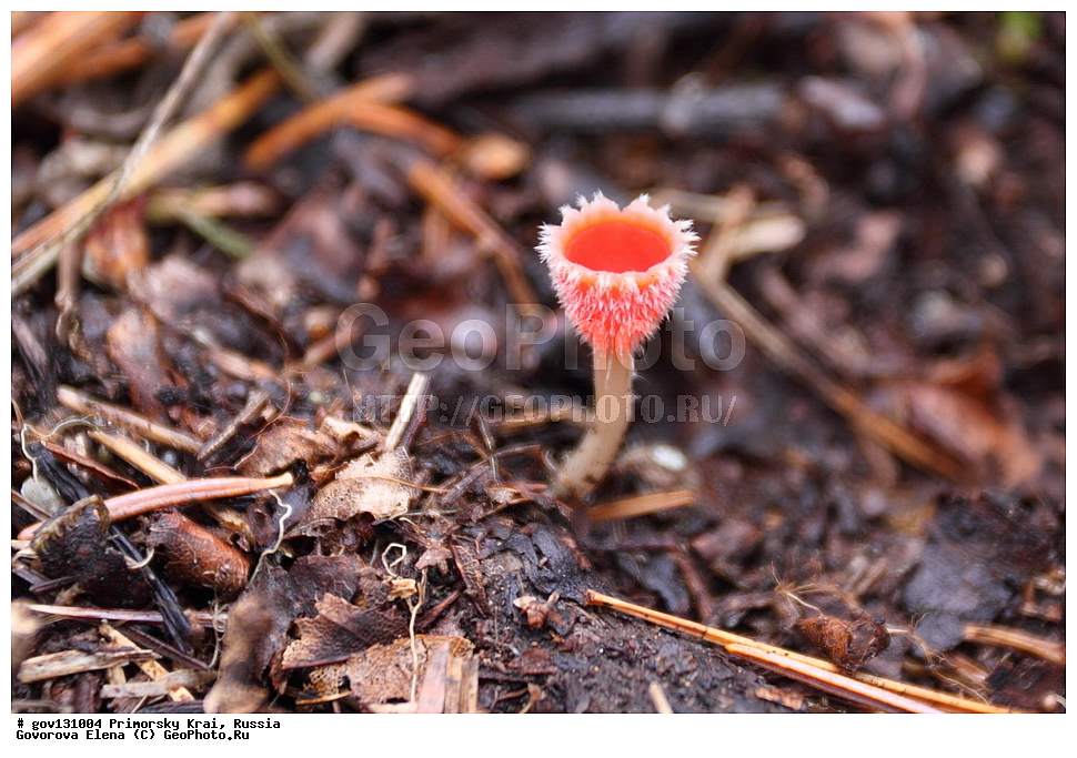 ���������� ����, ��������, ������� ������, ������-�������� ��������������� ���������� ��������� ����������, ������-�������� ����������, ������, �����, XYZ, �������������, Sarcoscyphaceae, ���������� ���������, Microstoma protractum