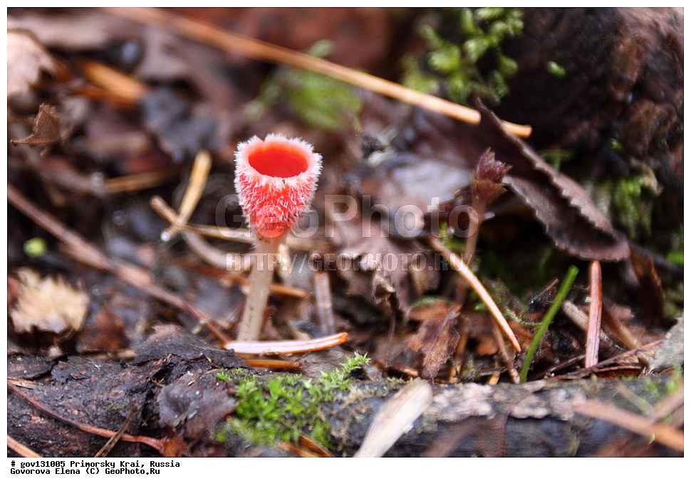 ���������� ����, ��������, ������� ������, ������-�������� ��������������� ���������� ��������� ����������, ������-�������� ����������, ������, �����, XYZ, �������������, Sarcoscyphaceae, ���������� ���������, Microstoma protractum