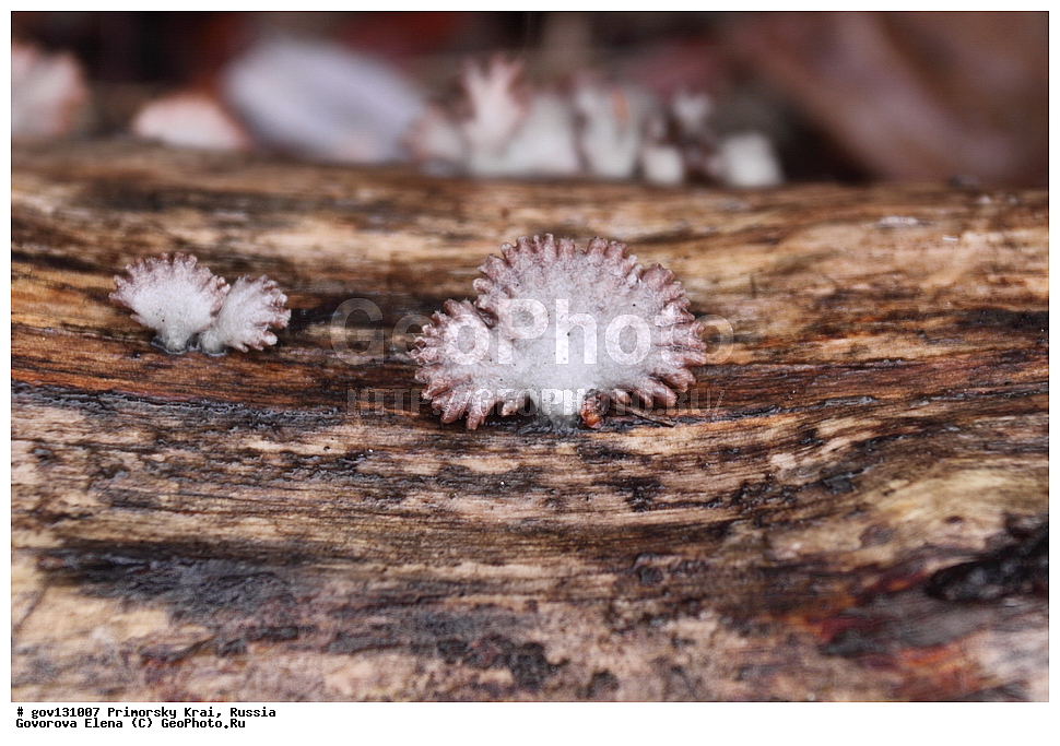 ���������� ����, ��������, ������� ������, ������-�������� ��������������� ���������� ��������� ����������, ������-�������� ����������, ������, �����, XYZ, ���������������, Schizophyllaceae, ����������� ������������, Schizophyllum commune