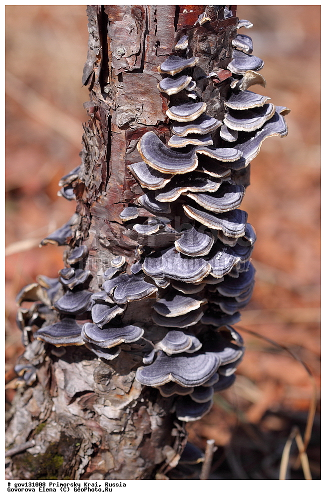 ���������� ����, ��������, ������� ������, ������-�������� ��������������� ���������� ��������� ����������, ������-�������� ����������, ������, �����, XYZ, �����������, Polyporaceae, �������� ������������, �������� ������������, Trametes versicolor