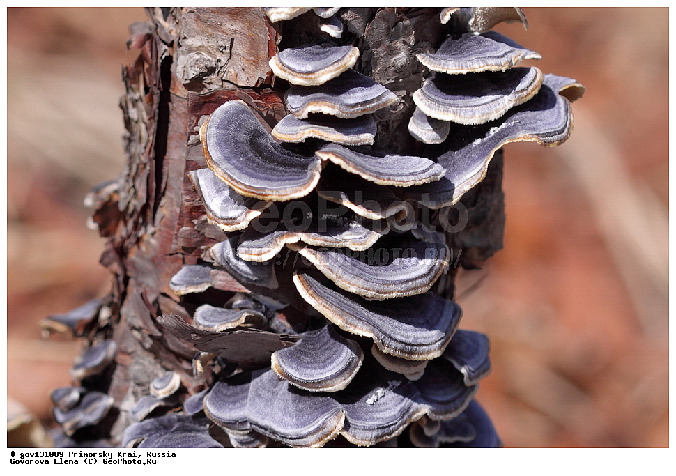 ���������� ����, ��������, ������� ������, ������-�������� ��������������� ���������� ��������� ����������, ������-�������� ����������, ������, �����, XYZ, �����������, Polyporaceae, �������� ������������, �������� ������������, Trametes versicolor