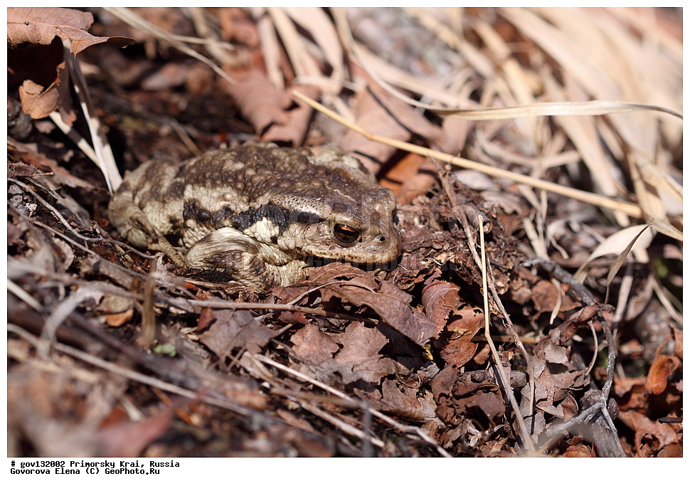 ���������� ����, ��������, ������� ������, ������-�������� ��������������� ���������� ��������� ����������, ������-�������� ����������, ������, ��������, ��������, �����������, �����������, �������, �������, �������, �������, ����, ����, XYZ, ����, ��������� ����, Bufonidae, ��������������� ����, Bufo gargarizans
