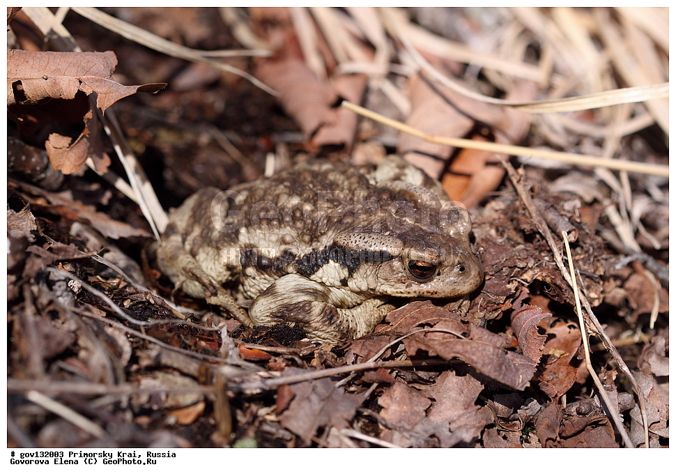 ���������� ����, ��������, ������� ������, ������-�������� ��������������� ���������� ��������� ����������, ������-�������� ����������, ������, ��������, ��������, �����������, �����������, �������, �������, �������, �������, ����, ����, XYZ, ����, ��������� ����, Bufonidae, ��������������� ����, Bufo gargarizans