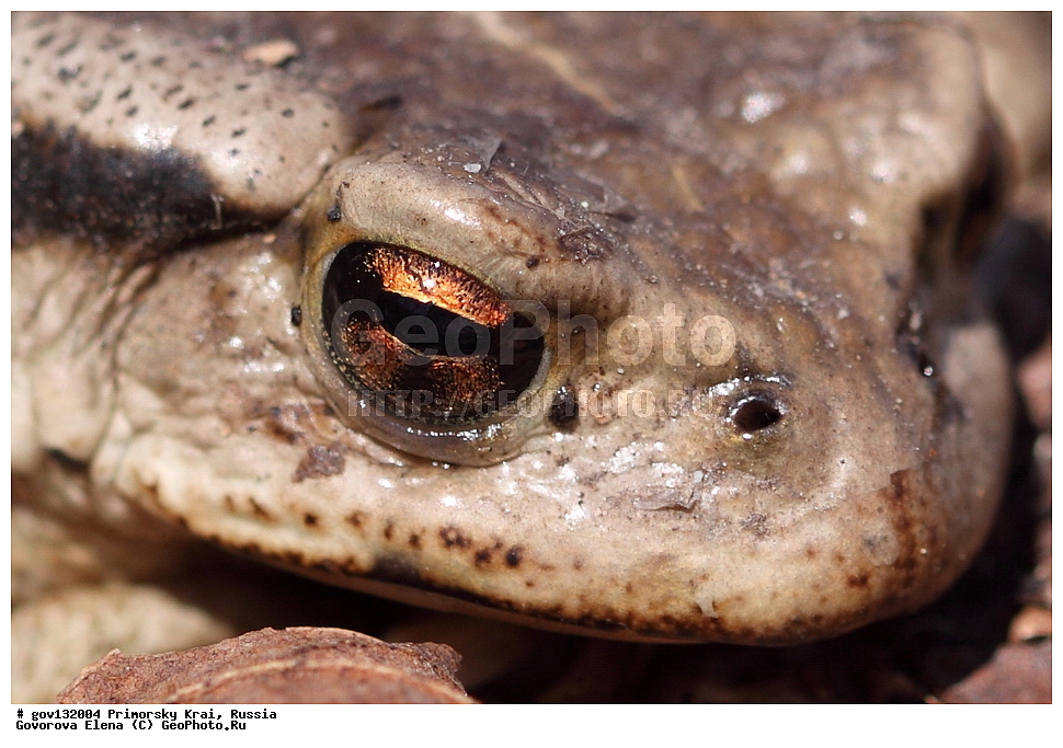 ���������� ����, ��������, ������� ������, ������-�������� ��������������� ���������� ��������� ����������, ������-�������� ����������, ������, ��������, ��������, �����������, �����������, �������, �������, �������, �������, ����, ����, XYZ, ����, ��������� ����, Bufonidae, ��������������� ����, Bufo gargarizans