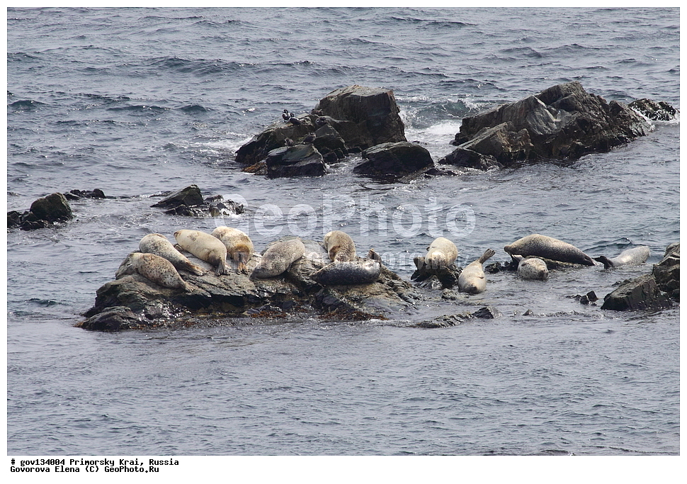 ���������� ����, ��������, ������� ������, ������-�������� ��������������� ���������� ��������� ����������, ������-�������� ����������, ������, ��������, ��������, ������� �������������, ������� �������������, ������� �����, ������� �����, XYZ, ��������� ������, Phocidae, �����, ϸ����� �����, ������� �����, Phoca largha, Phoca vitulina largha