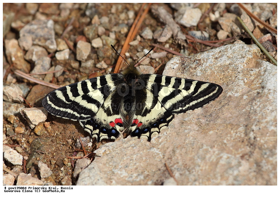 ���������� ����, ��������, ������� ������, ������-�������� ��������������� ���������� ��������� ����������, ������-�������� ����������, ������, ��������, ��������, ���������, ���������, �������, �������, XYZ, ���������, �����������, ��������, Papilionidae, �������� ������, �������� �������, Luehdorfia puziloi