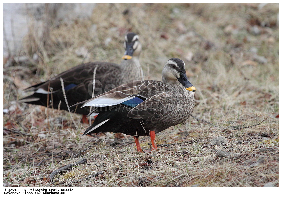 ���������� ����, ��������, ������� ������, ������-�������� ��������������� ���������� ��������� ����������, ������-�������� ����������, ������, ��������, ��������, �����, �����, ��������, �����������, �����������������, ������������� �����, ������������� �����, XYZ, ������, Anatidae, ׸���� ������, ������ ������, Anas zonorhyncha