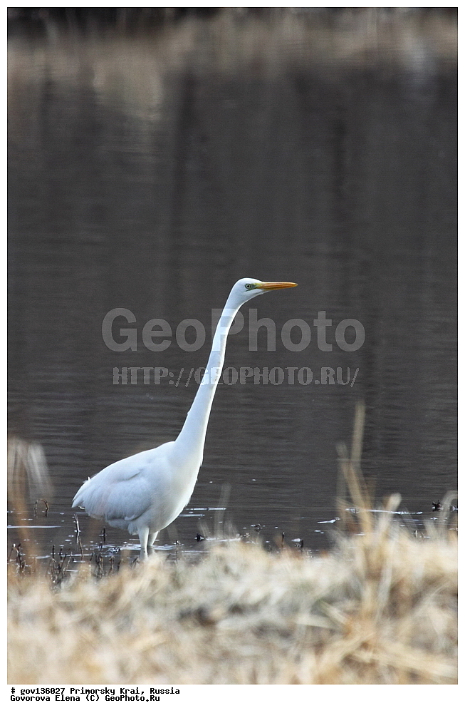 ���������� ����, ��������, ������� ������, ������-�������� ��������������� ���������� ��������� ����������, ������-�������� ����������, ������, ��������, ��������, �����, �����, ��������, �����������, XYZ, ��������, Ardeidae, ������� ����� �����, Egretta alba, Ardea alba, Casmerodius albus