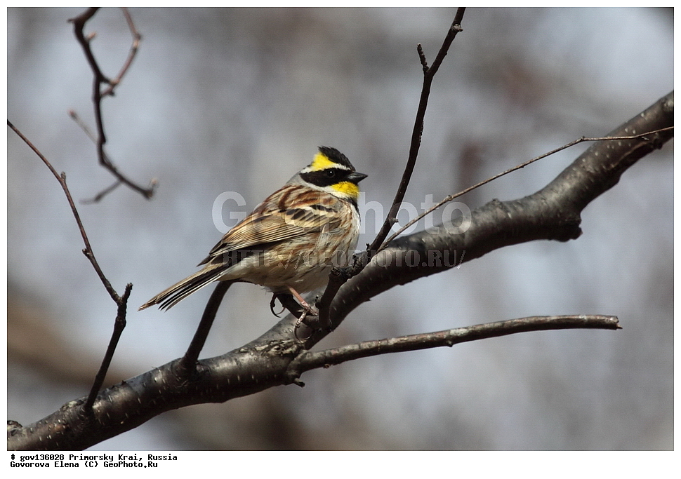 ���������� ����, ��������, ������� ������, ������-�������� ��������������� ���������� ��������� ����������, ������-�������� ����������, ������, ��������, ��������, �����, �����, ��������, �����������, XYZ, ����������, Emberizidae, ����������� �������, Emberiza elegans, Schoeniclus elegans