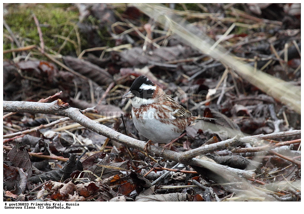 ���������� ����, ��������, ������� ������, ������-�������� ��������������� ���������� ��������� ����������, ������-�������� ����������, ������, ��������, ��������, �����, �����, ��������, �����������, XYZ, ����������, Emberizidae, �������-�����, Emberiza rustica