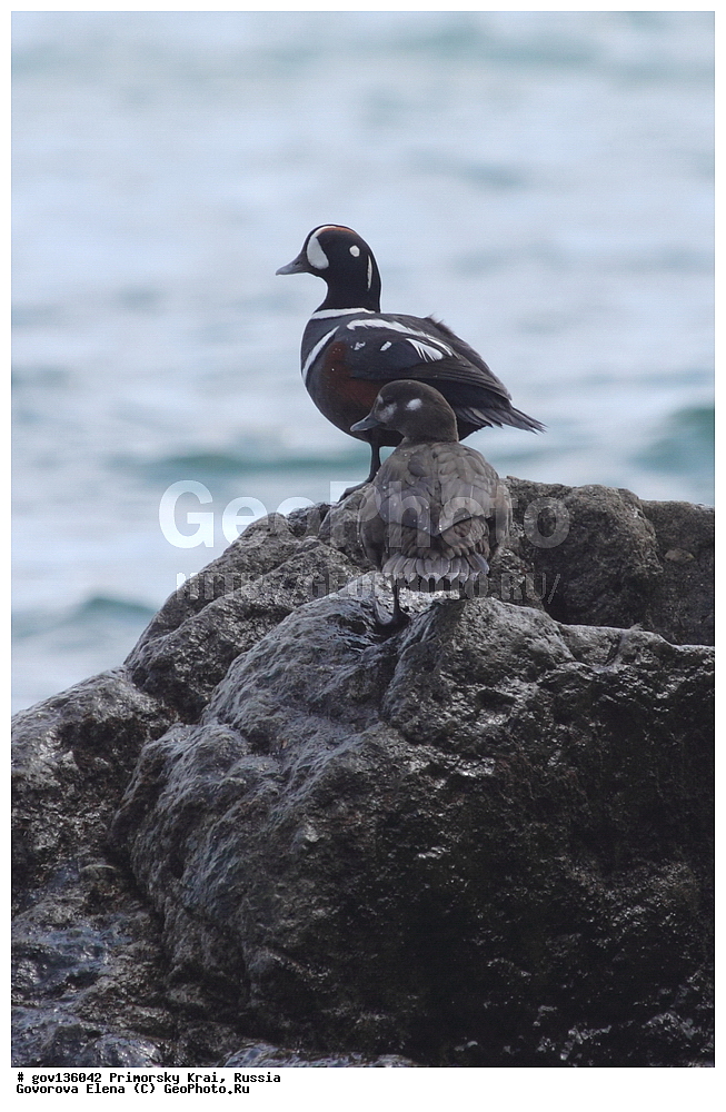 ���������� ����, ��������, ������� ������, ������-�������� ��������������� ���������� ��������� ����������, ������-�������� ����������, ������, ��������, ��������, �����, �����, ��������, �����������, �����������������, ������������� �����, ������������� �����, XYZ, ������, Anatidae, ���������, Histrionicus histrionicus