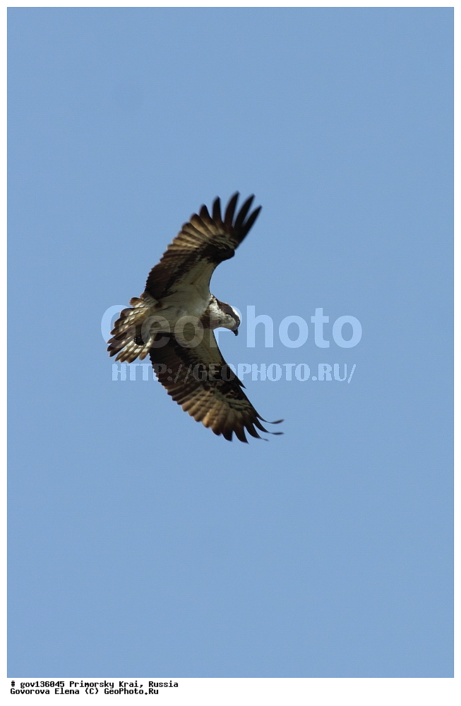 ���������� ����, ��������, ������� ������, ������-�������� ��������������� ���������� ��������� ����������, ������-�������� ����������, ������, ��������, ��������, �����, �����, ��������, �����������, ������ �����, ������ �����, XYZ, ������, Anatidae, �����, Pandion haliaetus