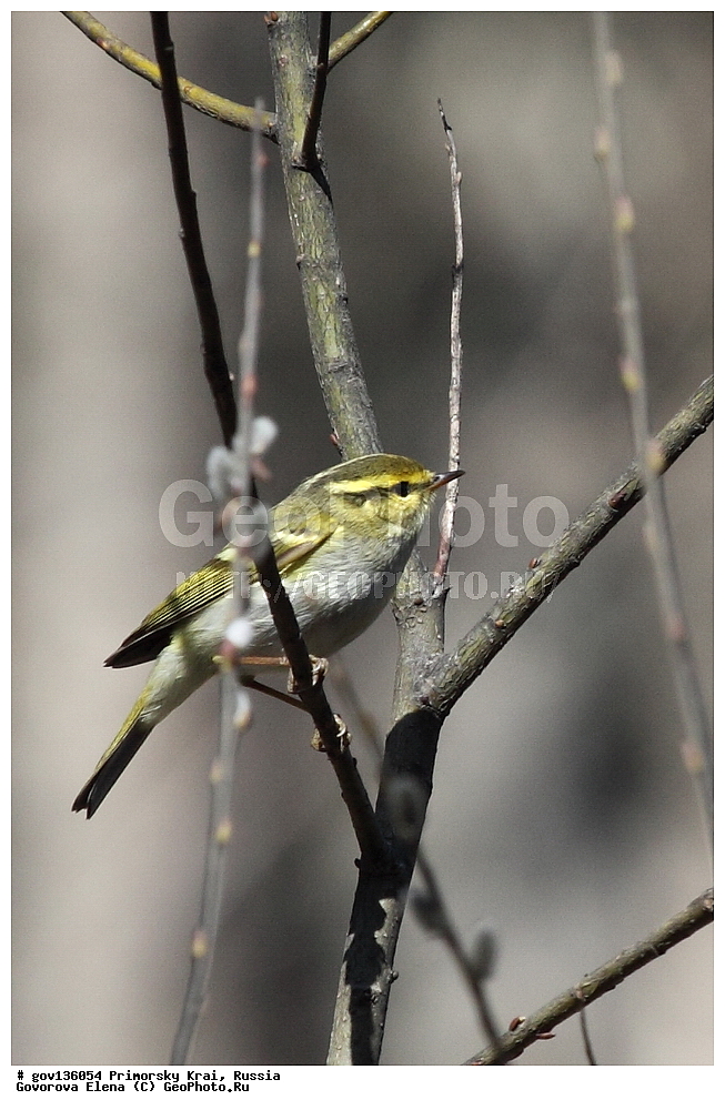 ���������� ����, ��������, ������� ������, ������-�������� ��������������� ���������� ��������� ����������, ������-�������� ����������, ������, ��������, ��������, �����, �����, ��������, �����������, XYZ, ���������, Sylviidae, ����������, Phylloscopidae, ����������� �������, Phylloscopus proregulus