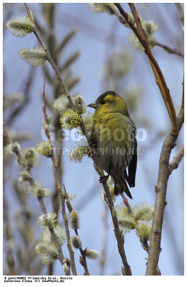 ���������� ����, ��������, ������� ������, ������-�������� ��������������� ���������� ��������� ����������, ������-�������� ����������, ������, ��������, ��������, �����, �����, ��������, �����������, XYZ, ���������, Fringillida, ���, Carduelis spinus, Spinus spinus