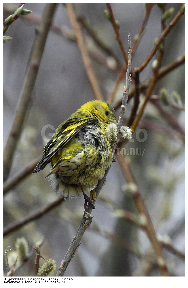 ���������� ����, ��������, ������� ������, ������-�������� ��������������� ���������� ��������� ����������, ������-�������� ����������, ������, ��������, ��������, �����, �����, ��������, �����������, XYZ, ���������, Fringillida, ���, Carduelis spinus, Spinus spinus