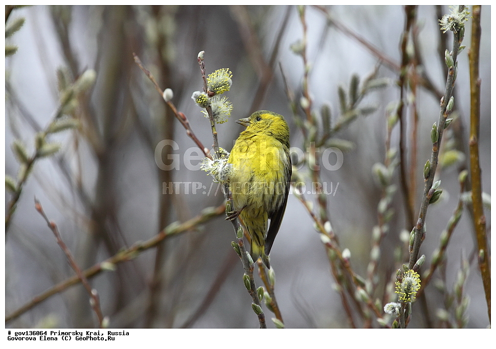 ���������� ����, ��������, ������� ������, ������-�������� ��������������� ���������� ��������� ����������, ������-�������� ����������, ������, ��������, ��������, �����, �����, ��������, �����������, XYZ, ���������, Fringillida, ���, Carduelis spinus, Spinus spinus