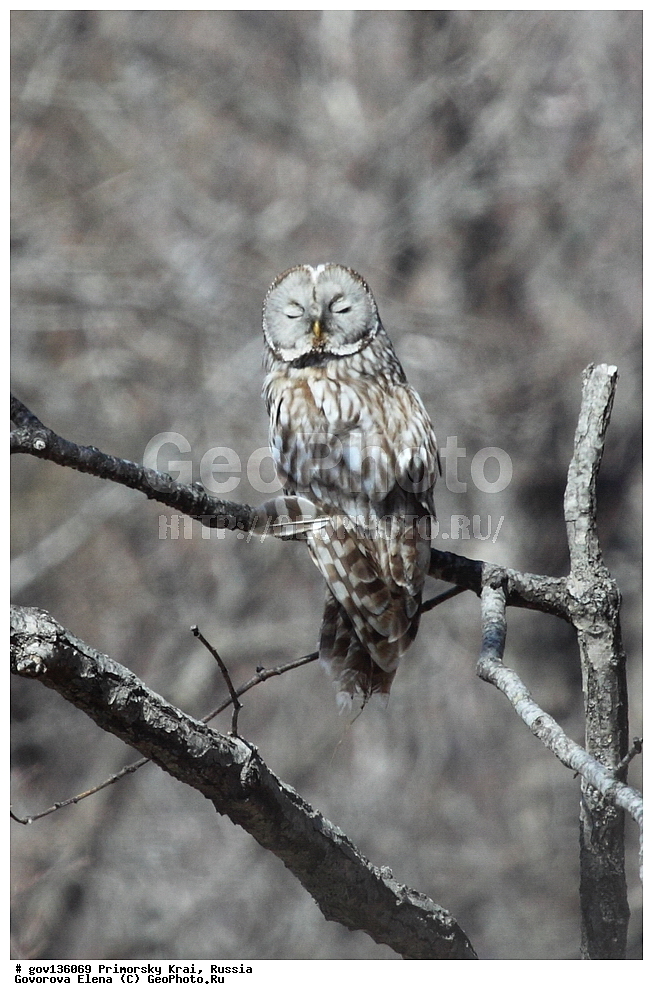 ���������� ����, ��������, ������� ������, ������-�������� ��������������� ���������� ��������� ����������, ������-�������� ����������, ������, ��������, ��������, �����, �����, ��������, �����������, ������ �����, ������ �����, XYZ, �������, ��������� ����, Strigidae, ������������� �������, ��������� �������, Strix uralensis