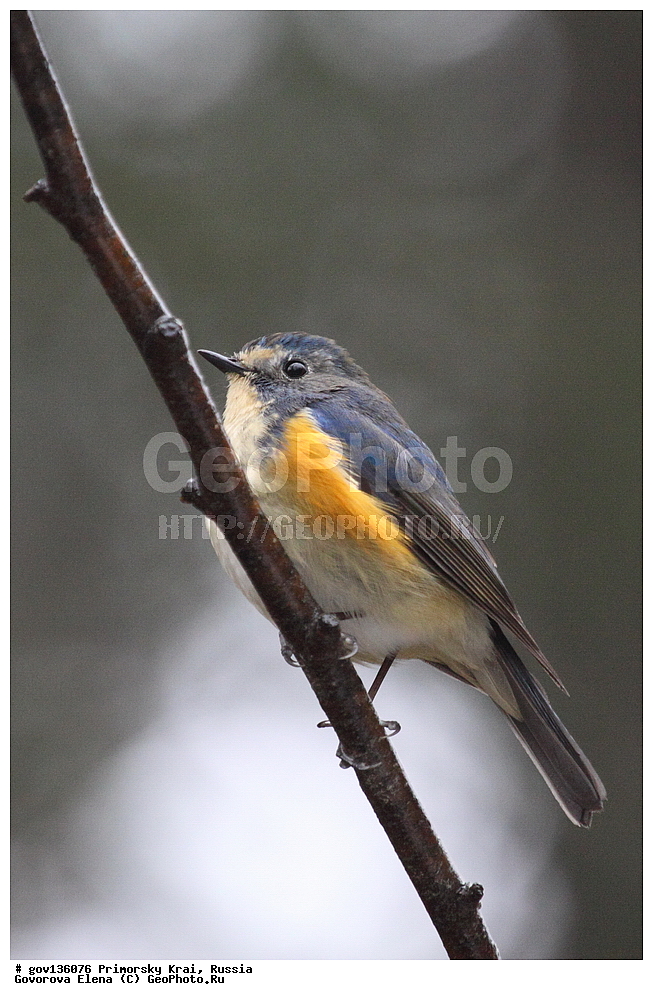 ���������� ����, ��������, ������� ������, ������-�������� ��������������� ���������� ��������� ����������, ������-�������� ����������, ������, ��������, ��������, �����, �����, ��������, �����������, XYZ, ������������, Muscicapidae, �����������, Tarsiger cyanurus