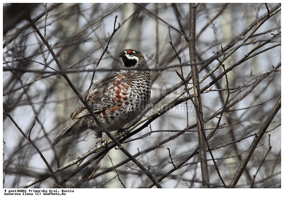 ���������� ����, ��������, ������� ������, ������-�������� ��������������� ���������� ��������� ����������, ������-�������� ����������, ������, ��������, ��������, �����, �����, ��������, �����������, XYZ, �����������, Tetraonidae, ������, Tetrastes bonasia, Bonasa bonasia