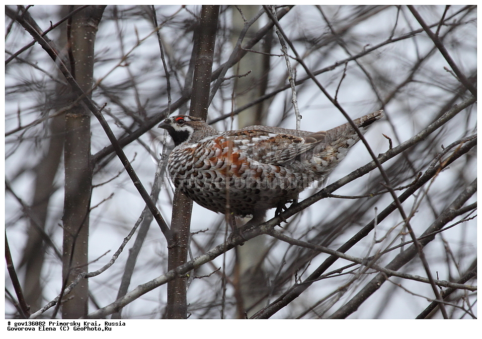 ���������� ����, ��������, ������� ������, ������-�������� ��������������� ���������� ��������� ����������, ������-�������� ����������, ������, ��������, ��������, �����, �����, ��������, �����������, XYZ, �����������, Tetraonidae, ������, Tetrastes bonasia, Bonasa bonasia