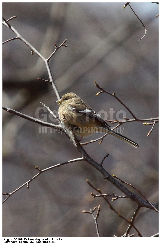 ���������� ����, ��������, ������� ������, ������-�������� ��������������� ���������� ��������� ����������, ������-�������� ����������, ������, ��������, ��������, �����, �����, ��������, �����������, XYZ, ���������, Fringillida, ������, ������������� ��������, ������������� �������, Uragus sibiricus, Carpodacus sibiricus