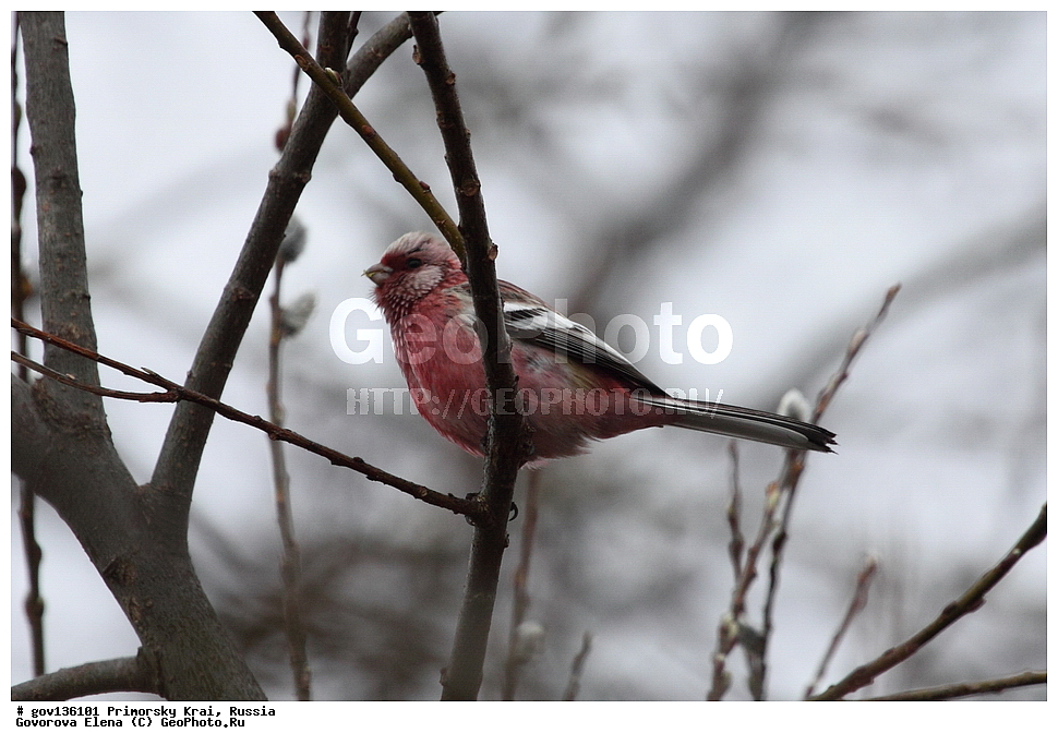 ���������� ����, ��������, ������� ������, ������-�������� ��������������� ���������� ��������� ����������, ������-�������� ����������, ������, ��������, ��������, �����, �����, ��������, �����������, XYZ, ���������, Fringillida, ������, ������������� ��������, ������������� �������, Uragus sibiricus, Carpodacus sibiricus